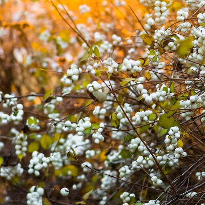 SYMPHORICARPOS ALBUS LAEVIGATUS - Symphoricarpos albus var. laevigatus