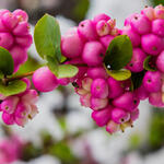 Symphoricarpos orbiculatus - 