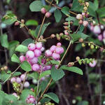 Symphoricarpos x doorenbosii 'Mother Of Pearl' - 