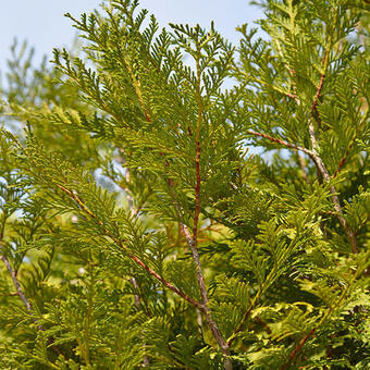 Thuja plicata 'Martin'