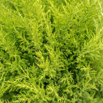 X Cuprocyparis leylandii 'Castlewellan' - 