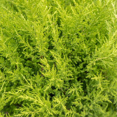 x Cuprocyparis leylandii 'Castlewellan' - 