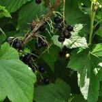 Ribes nigrum 'Titania' - 