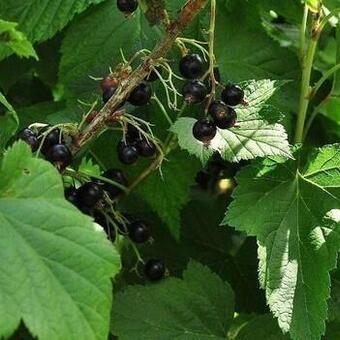 Ribes nigrum 'Titania'