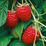 Rubus idaeus 'Meeker' - 