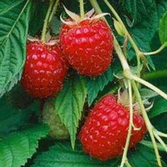 Rubus idaeus 'Meeker'