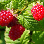 Rubus idaeus 'Tulameen' - Rubus idaeus 'Tulameen'