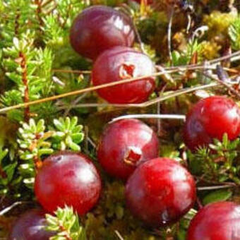 Vaccinium macrocarpon 'Early Black'