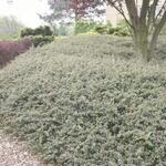 Cotoneaster  x suecicus 'Skogholm' - Cotoneaster x suecicus 'Skogholm' - Cotoneaster  x suecicus 'Skogholm'