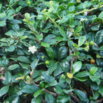 Cotoneaster dammeri 'Major' - 