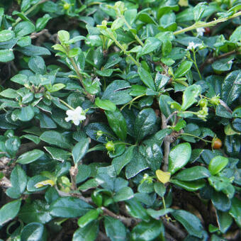 Cotoneaster dammeri 'Major'