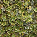 Hedera helix 'Tricolor' - Hedera helix 'Tricolor'