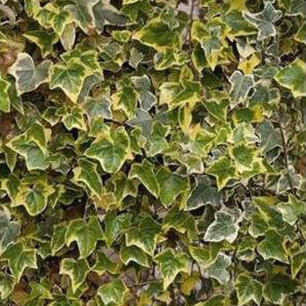 Hedera helix 'Tricolor'