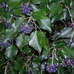 Hedera hibernica - 