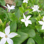 Vinca difformis - Mittleres Immergrün