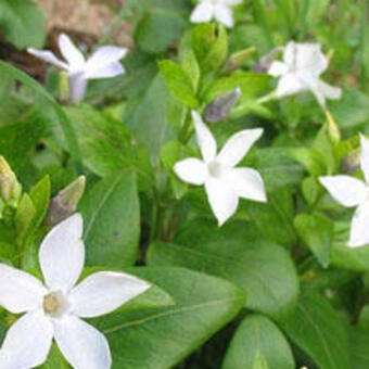 Vinca difformis