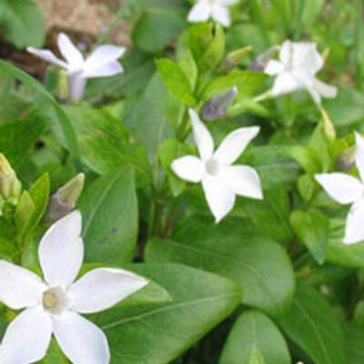 Vinca difformis - Pervenche difforme - Vinca difformis