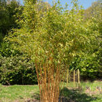 Phyllostachys aurea - Goldrohrbambus - Phyllostachys aurea