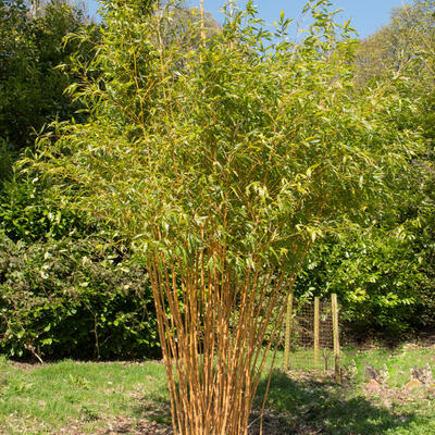 Phyllostachys aurea - BAMBOU DORÉ , - Phyllostachys aurea