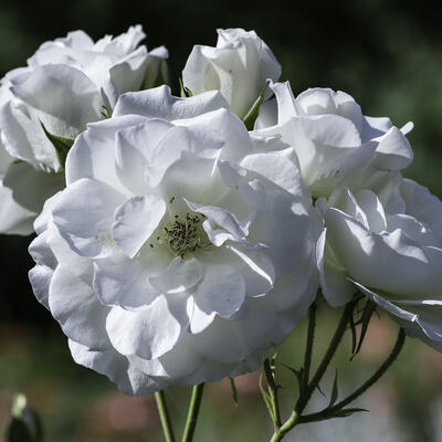 Rosa 'Alba Meidiland' - 