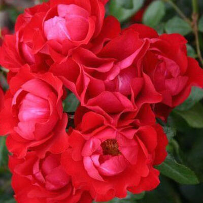 Rosa 'Black Forest Rose' - 