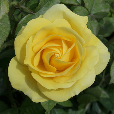 Rosa 'Carte d'Or' - 