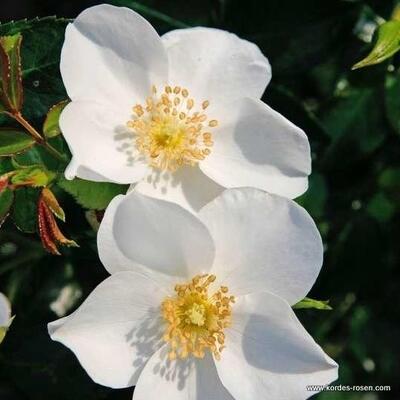 Rosa 'Escimo' - 