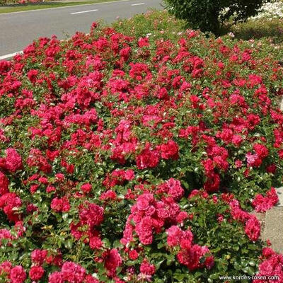 Rosa 'Gärtnerfreude' - Rosa 'Gärtnerfreude'