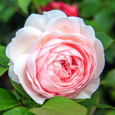 Rosa 'Herzogin Christiana' - 