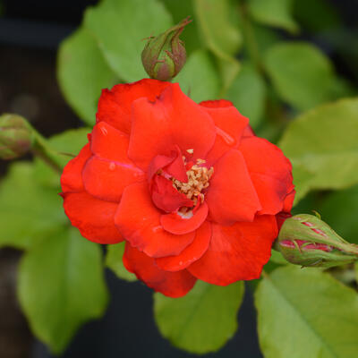 Rosa 'La Sevillana' - 