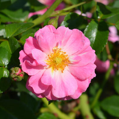 Rosa 'Magic Meidiland' - 