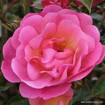 Rosa 'Maxi Vita'