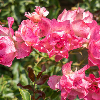 Rosa 'Maxi Vita'