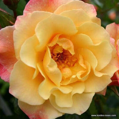 Rosa 'Moonlight' - 