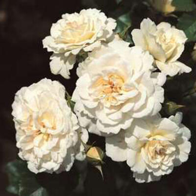 Rosa 'Petticoat' - 