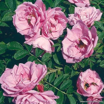 Rosa 'Pink Roadrunner'