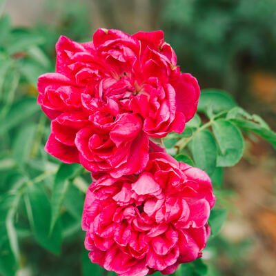 Rosa 'Red Fairy' - ROSIER 'FAIRY ROUGE', ROSE 'FAIRY ROUGE' - Rosa 'Red Fairy'