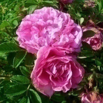 Rosa 'Romantic Roadrunner'