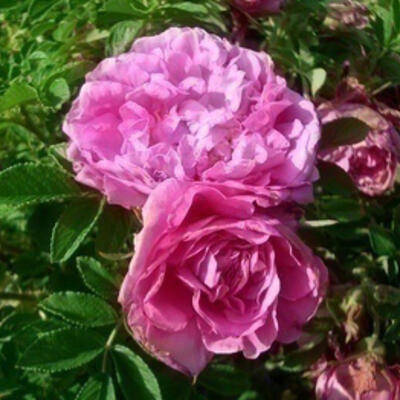 Rosa 'Romantic Roadrunner' - 