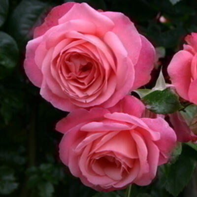 Rosa 'Rosanna' - 