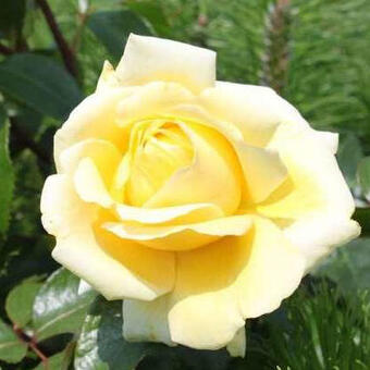 Rosa 'Winter Sun'