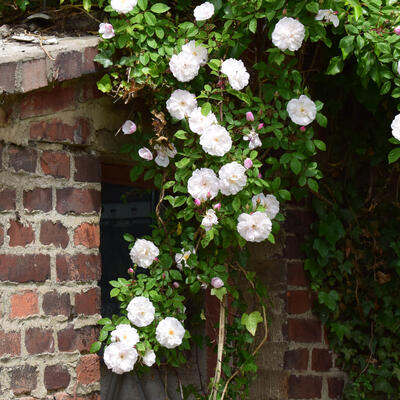 Rosa (witte klimroos) - 