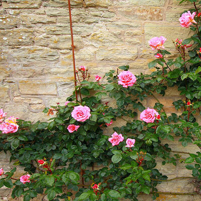 Rosa - climbing (roze) - 