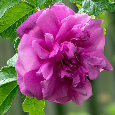 Rosa rugosa 'Hansa' - 