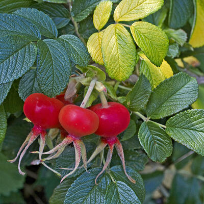 Rosa rugosa - Rosa rugosa