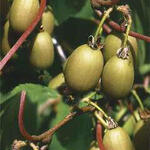 Actinidia arguta 'Bayern' - 