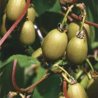 Actinidia arguta 'Bayern' - Actinidia arguta 'Bayern' ?