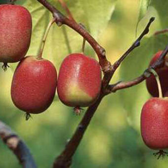 Actinidia arguta 'Ken's Red'