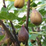 Ficus carica 'Gustissimo Perretta' - 