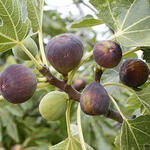 Ficus carica 'Rouge de Bordeaux' - 